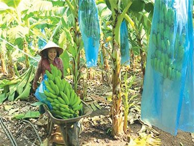 Bình Thuận: Chán tiêu trồng chuối từ cây bé tin hin, lãi lớn vì bán trái sang Tây