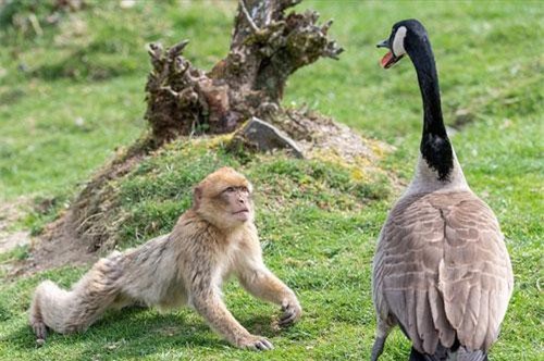 CLIP: Khỉ quỳ rạp cầu xin vì sợ bị ngỗng tấn công