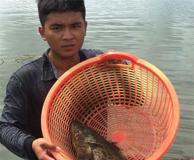 Khánh Hòa: Kiếm tiền tỷ nhờ cho nuôi cá mú chung nhà với ốc hương