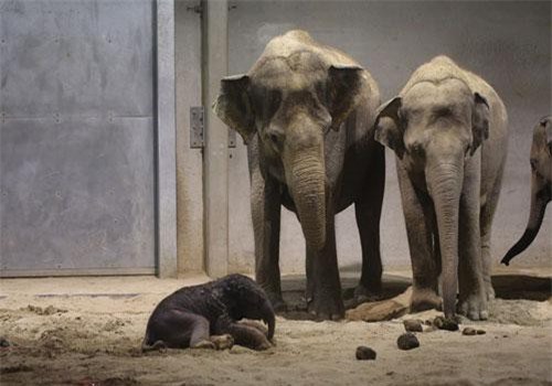 Ảnh động vật: Linh dương bay qua đầu sư tử đói, hổ giải nhiệt...