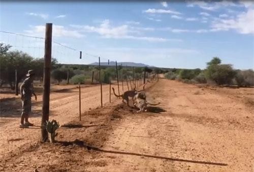 CLIP: 2 con báo săn đoạt mạng linh dương Kudu ngay trước mặt du khách