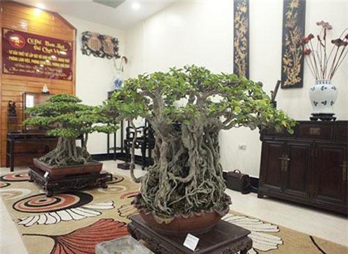 Bộ sưu tập bonsai tiền tỷ và "đồ chơi VIP" của giới nhà giàu Việt