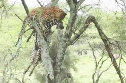 CLIP: Báo hoa mai tha xác ngựa vằn lên cây để ăn thịt