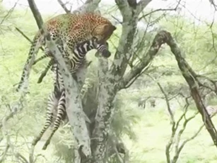 CLIP: Báo hoa mai tha xác ngựa vằn lên cây để ăn thịt