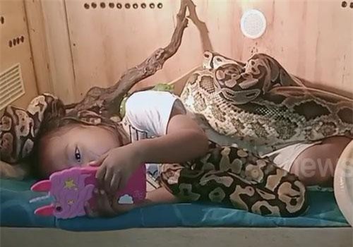 CLIP: Rợn người cảnh bé gái thản nhiên nghịch điện thoại bên những con trăn khổng lồ