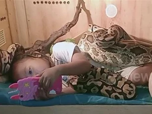 CLIP: Rợn người cảnh bé gái thản nhiên nghịch điện thoại bên những con trăn khổng lồ