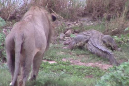 Cá sấu bò lên bờ kiếm ăn, ngờ đâu gặp kẻ địch quá mạnh nên phải trốn chạy