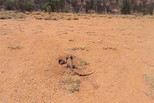 CLIP: Kỳ nhông Australia chui vào hang đoạt mạng thỏ rừng