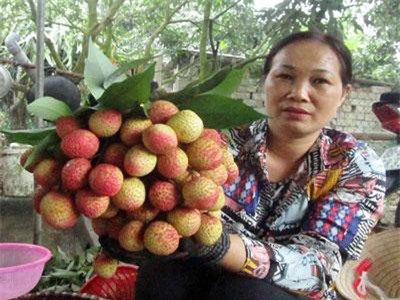 Độc đáo: Vải thiều to như quả trứng, đặt mua khi trái còn xanh lét