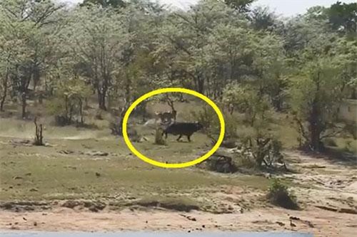 CLIP: Bị sư tử và cá sấu truy sát, trâu rừng vẫn thoát chết ngoạn mục