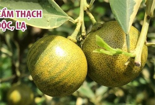 CLIP: Ngắm vườn tắc cẩm thạch độc, lạ của lão nông miền Tây