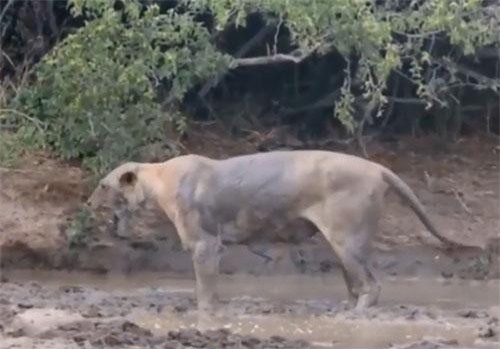 CLIP: Sư tử "phát điên" khi bị rắn mamba đen cắn