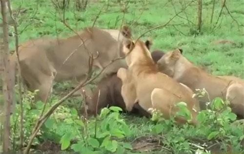 CLIP: Tấn công nghé con, đàn sư tử "suýt" phải trả giá đắt