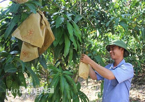 Đồng Nai: Giám đốc chân đất phủ xanh đồi hoang bằng trái cây đặc sản