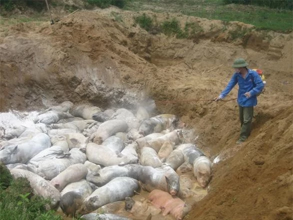 Tiêu hủy lợn bị dịch tả châu Phi ở xã Định Long, huyện Yên Định, Thanh Hóa. (Ảnh: TTO)