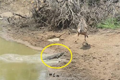 Pha săn mồi hụt vô cùng đáng tiếc của cá sấu