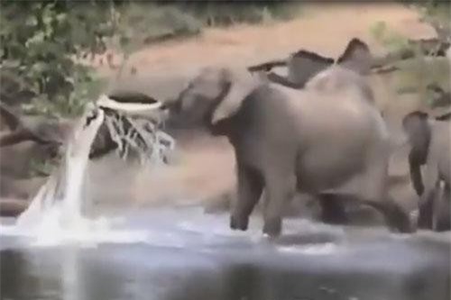 Những pha săn mồi cực đỉnh của cá sấu