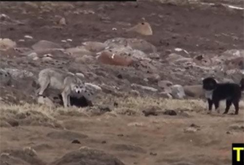 CLIP: Sói xám "đơn thương độc mã" ác chiến với 6 con chó nhà