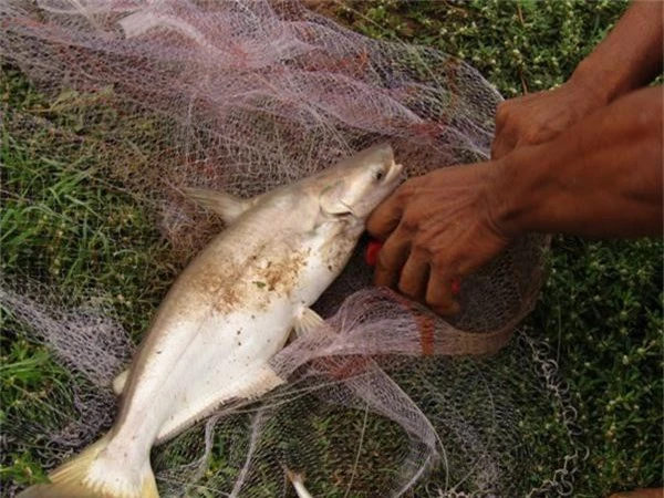 lam giau o nong thon: doi doi nho nuoi loai ca bong lau hinh anh 2