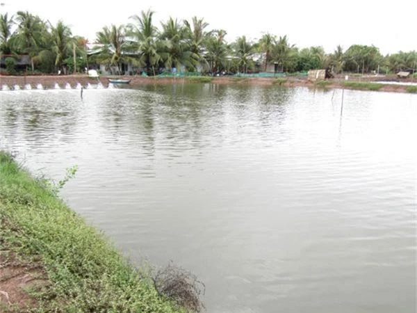 lam giau o nong thon: doi doi nho nuoi loai ca bong lau hinh anh 4