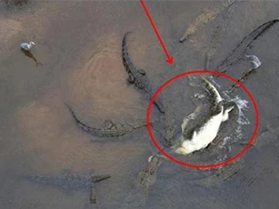 CLIP: 5 pha săn mồi ‘nhanh như chớp’ của cá sấu