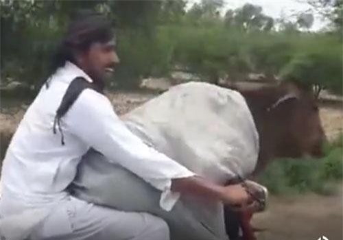 CLIP: Phì cười cảnh lái xe máy chở bò đi dạo phố thu hút mọi ánh nhìn