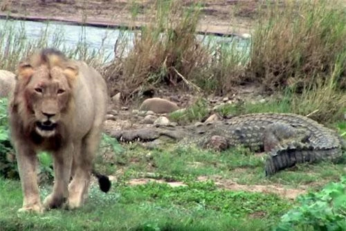 Sư tử đực xua đuổi cá sấu để bảo vệ bữa ăn.