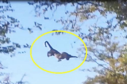 CLIP: Báo đốm phi thân trên cây, bắt gọn sóc