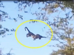 CLIP: Báo đốm phi thân trên cây, bắt gọn sóc