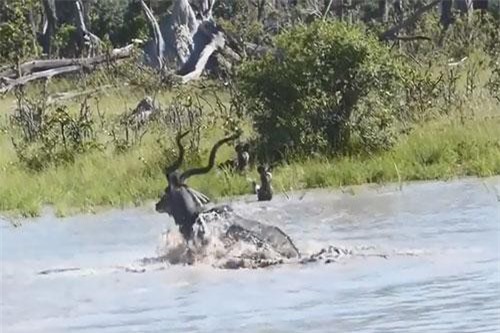 CLIP: Trận thủy chiến ác liệt giữa đàn chó hoang với linh dương