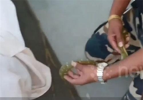 CLIP: Dựng tóc gáy cảnh rắn bò vào áo người đàn ông ngủ say