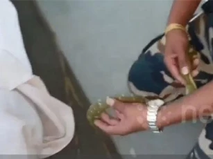 CLIP: Dựng tóc gáy cảnh rắn bò vào áo người đàn ông ngủ say