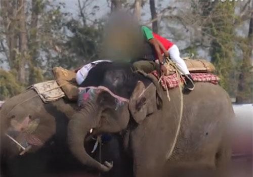 CLIP: Voi bị ép đá bóng, bổ vào đầu, chọc chảy máu tai trong lễ hội ở Nepal gây phẫn nộ