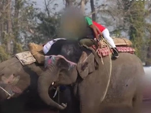 CLIP: Voi bị ép đá bóng, bổ vào đầu, chọc chảy máu tai trong lễ hội ở Nepal gây phẫn nộ