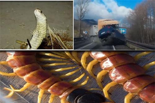 Xe đầu kéo gây tai nạn kinh hoàng sau khi nổ lốp, trăn ‘khủng’ bị lợn rừng hạ sát