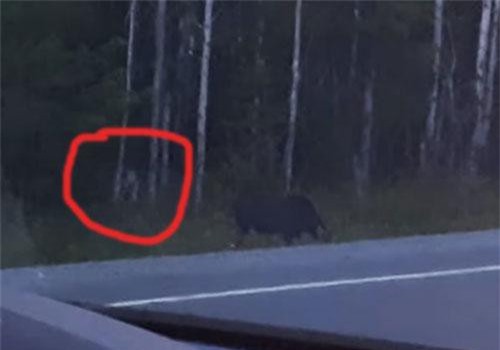 Phát hiện "quái vật không mặt" rình rập săn thú rừng