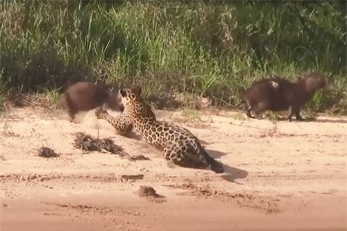 CLIP: Báo đốm bơi qua sông, trổ tài tóm gọn chuột lang nước