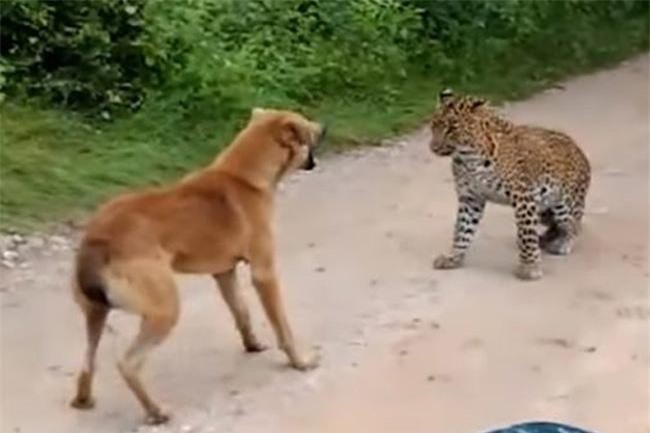 CLIP: Chú chó liều lĩnh nhất năm, suýt chết trước báo đốm nhưng vẫn cố ‘gây chiến’