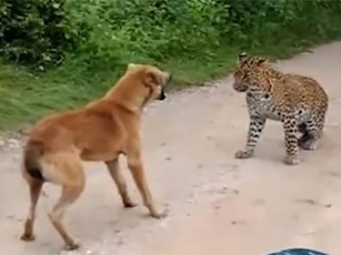 CLIP: Chú chó liều lĩnh nhất năm, suýt chết trước báo đốm nhưng vẫn cố ‘gây chiến’