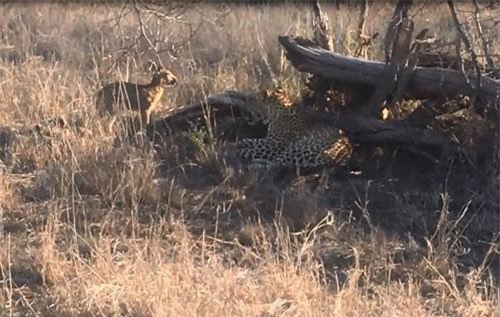 CLIP: Linh dương bị báo hoa mai "hành hạ" thừa sống thiếu chết