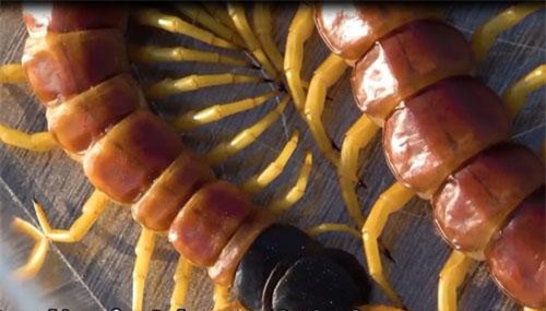 CLIP: Chiêm ngưỡng rết sa mạc "khổng lồ" dài 20 cm