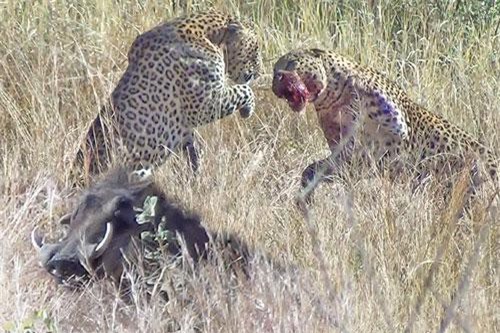 CLIP: Báo hoa mai cắn nhau, lợn rừng chớp thời cơ trốn thoát