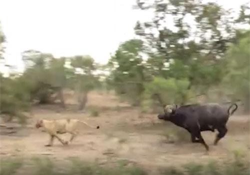 CLIP: Sư tử 'ăn trái đắng' vì hùng hổ lao vào giữa bầy trâu rừng