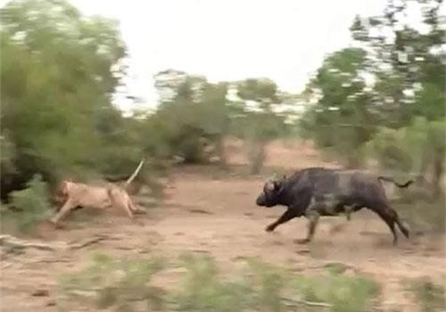Sư tử hùng hổ đuổi cả đàn trâu và diễn biến không thể ngờ