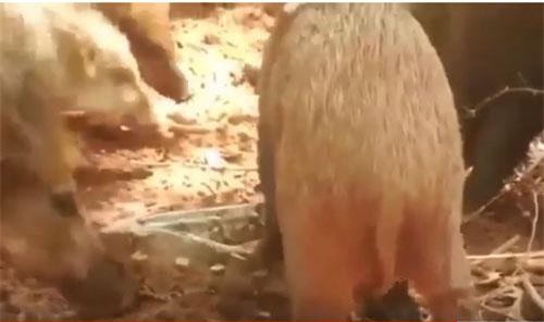 CLIP: Tấn công lợn rừng, trăn "khổng lồ" nhận cái kết đắng