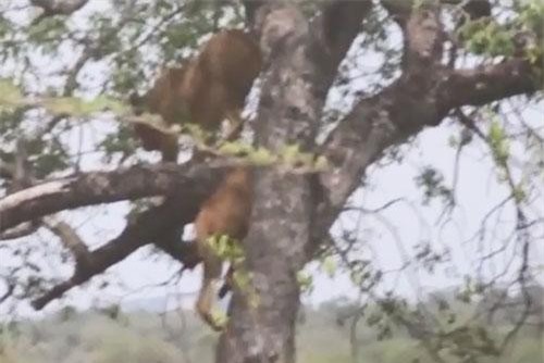 CLIP: Sư tử trèo cây, cướp mồi của báo hoa mai