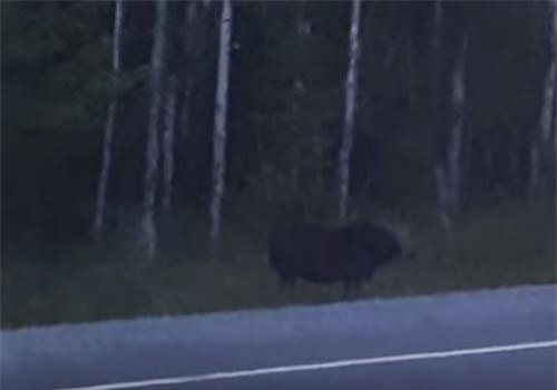 CLIP: Dựng tóc gáy cảnh 'quái vật không mặt' đang rình rập săn thú rừng