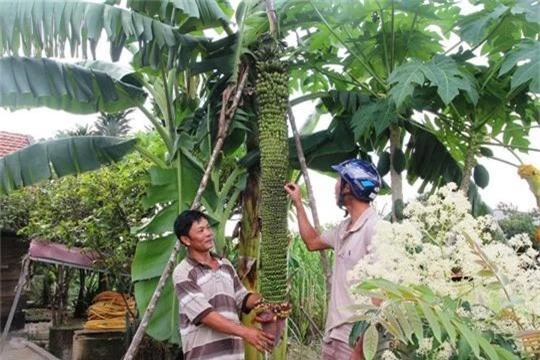 chiem nguong buong chuoi la hon 100 nai