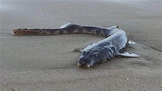 Sinh vật kỳ quái dạt vào bãi biển Úc - 1