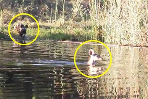 CLIP: Linh dương chết thảm khi rơi vào cảnh ‘trên đe, dưới búa’